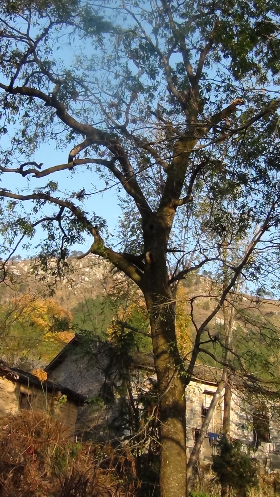 百年老皂角树见证汪家历史