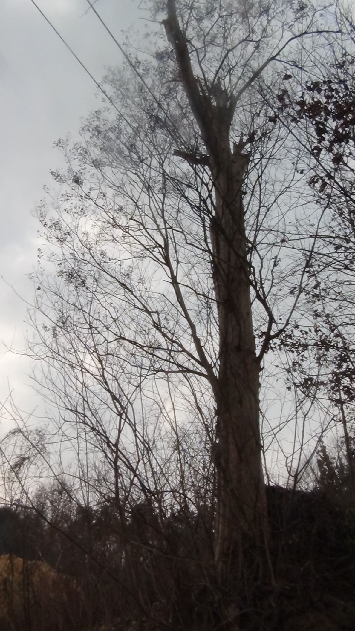 紫金香记录了汪氏沧桑岁月