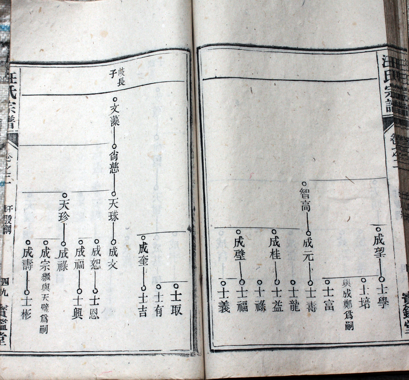 圩股派世系图 49
