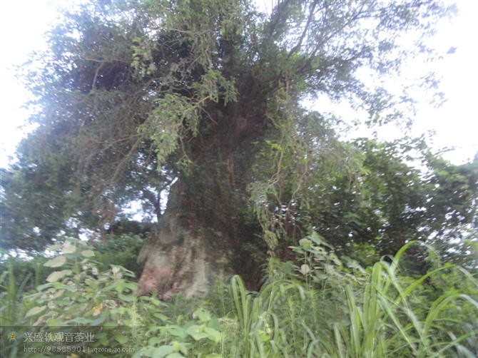 千年古树红豆衫