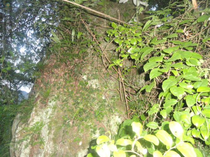 直径达1.5米的树头