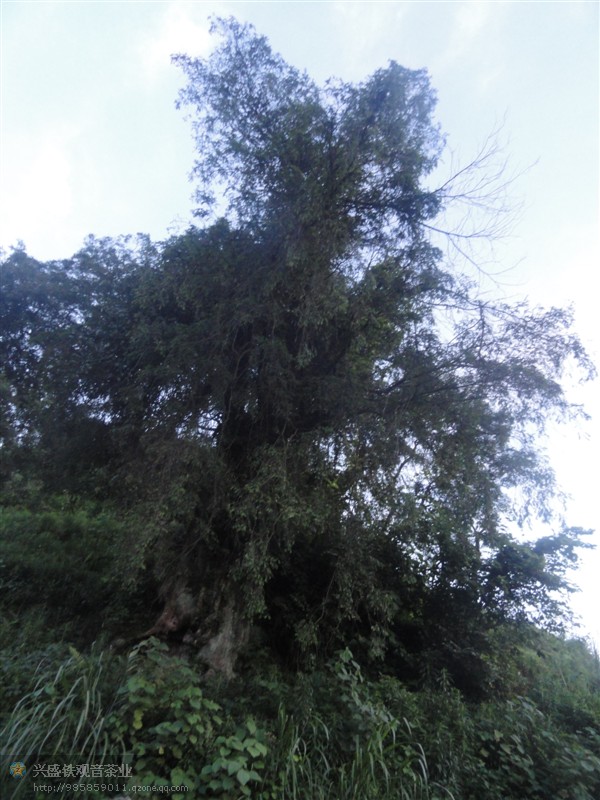 千年古树记录下霞春古老的历史