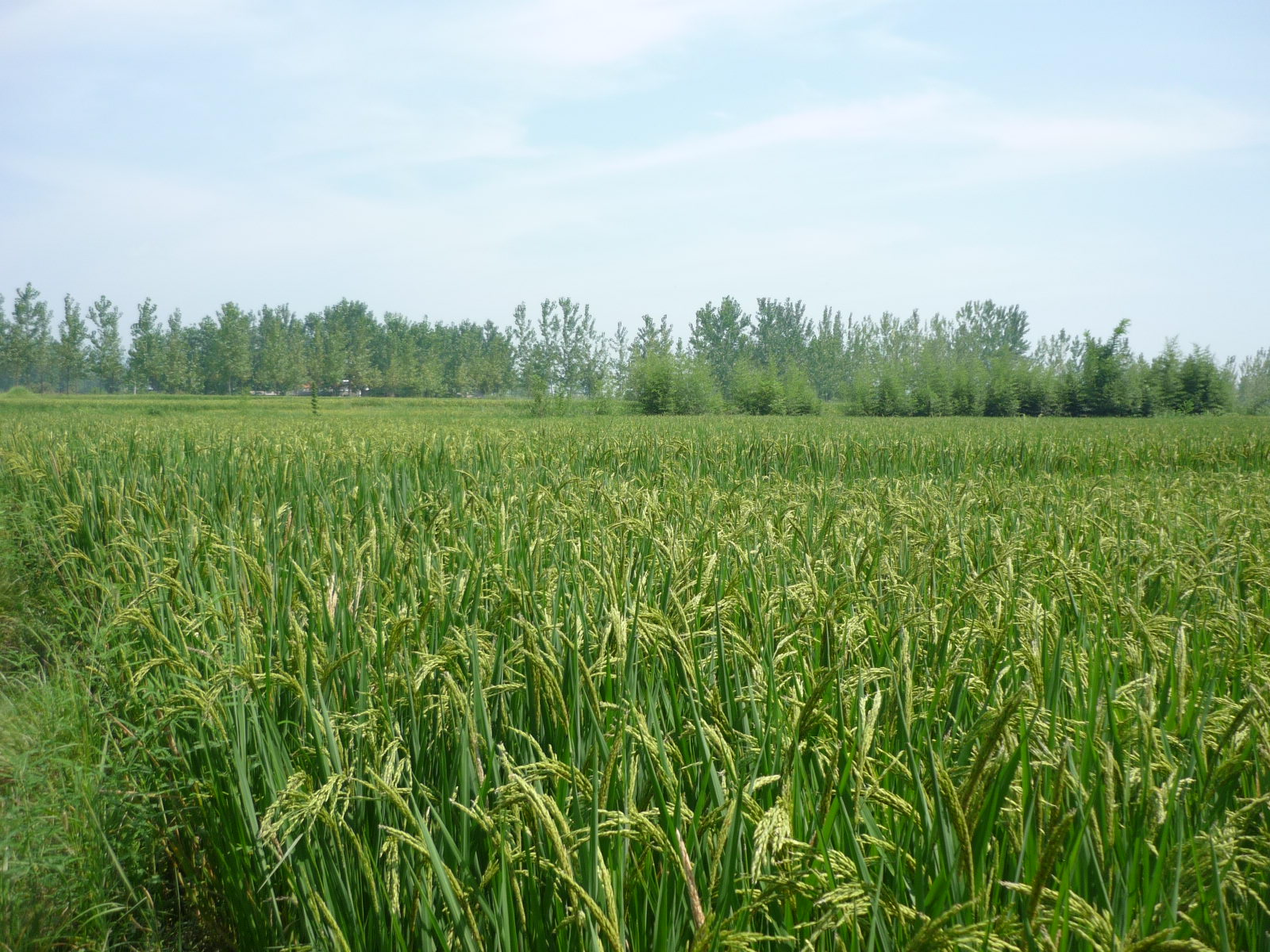 多亲稻苗呀---使我想起汪氏一家亲