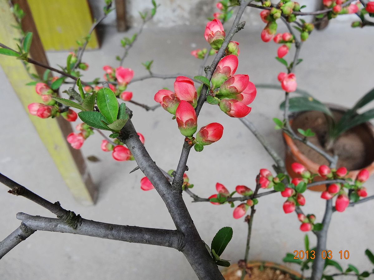 亭亭玉立是樱梅