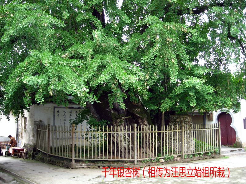 19、千年银杏树2.jpg