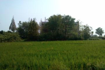 汪氏宗祠的后面是一片郁郁葱葱的稻田